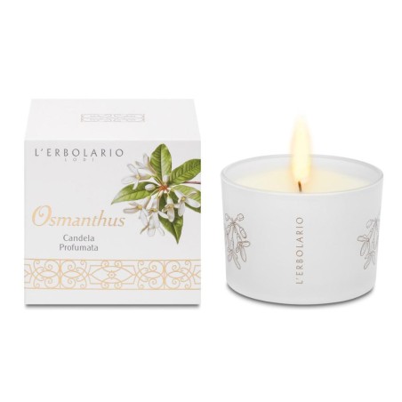 OSMANTHUS CANDELA C/COPERCHIO