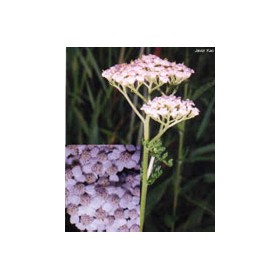 TSA ACHILLEA MILLEFOGLIE 50ML