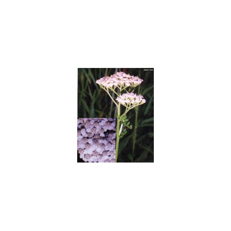 TSA ACHILLEA MILLEFOGLIE 50ML