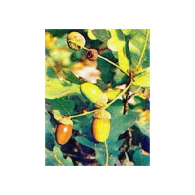 TSA QUERCUS ROBUR 50ML