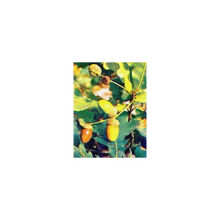 TSA QUERCUS ROBUR 50ML