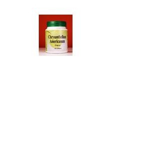 CHRYSANTELLUM AMERICAN 60CPS