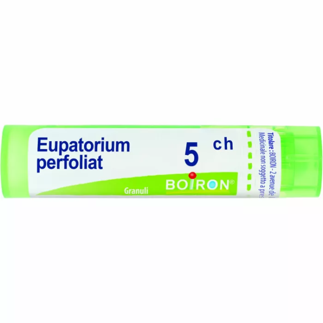 Eupatorium P Boi 5ch Gr 4g