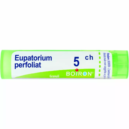Eupatorium P Boi 5ch Gr 4g