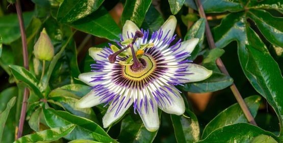 Passiflora: proprietà e utilizzo