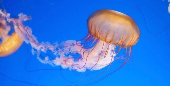 Punture di medusa: cosa fare e cosa evitare