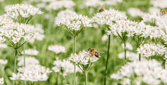 Come reagire a una puntura di vespa